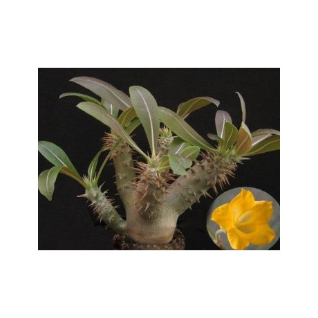 PACHYPODIUM horombense 3 semena