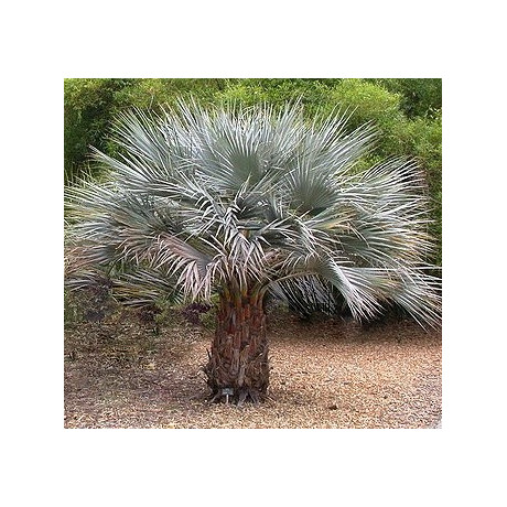 BRAHEA armata  "Mexická modrá palma" 3 semena  