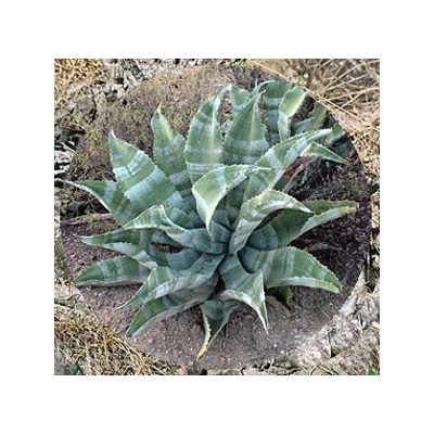 AGAVE marmorata 5 semen