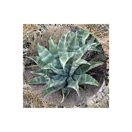AGAVE marmorata 5 semen