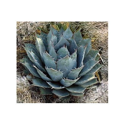 AGAVE parrasana 3 semena