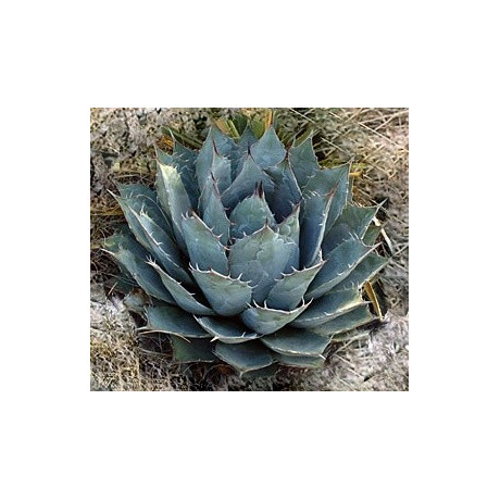 AGAVE parrasana 3 semena