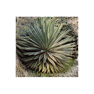 AGAVE vivipara (angustifolia) 5 semen