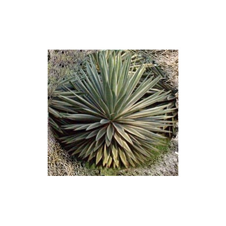 AGAVE vivipara (angustifolia) 5 semen