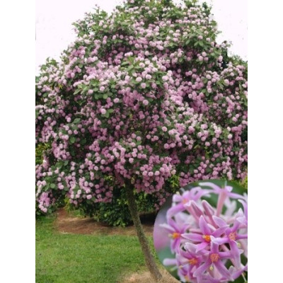 DAIS cotinifolia 10 semen