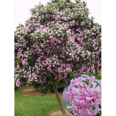 DAIS cotinifolia 10 semen