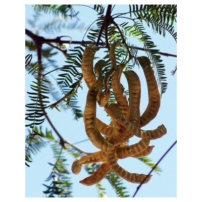 PROSOPIS alba "Bílý rohovník" 3 semena