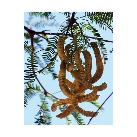 PROSOPIS alba "Bílý rohovník" 3 semena