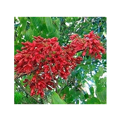 SCHOTIA brachypetala "Opilý papouščí strom" 3 semena