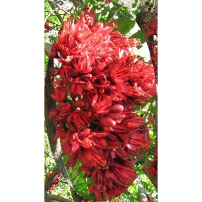 SCHOTIA brachypetala "Opilý papouščí strom" 3 semena