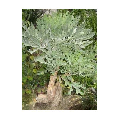 CUSSONIA paniculata subsp. sinuata 3 semena