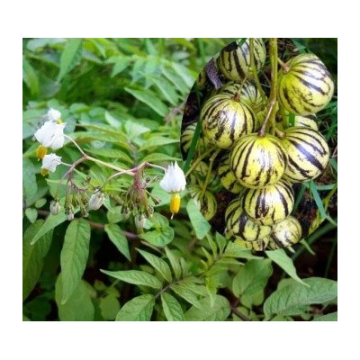 SOLANUM caripense „Mini pepino“ 10 semen