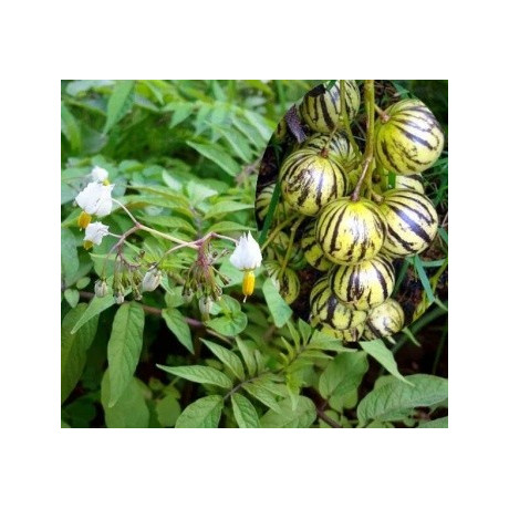 SOLANUM caripense „Mini pepino“ 10 semen