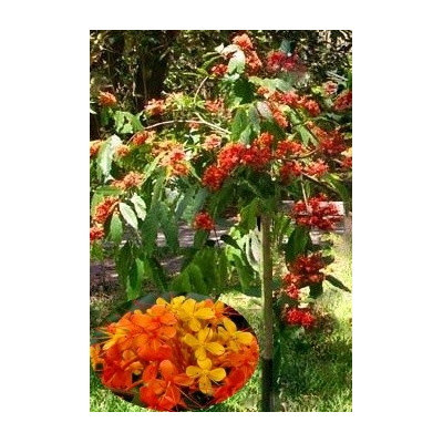 SARACA indica "Ashoka" 1 semeno