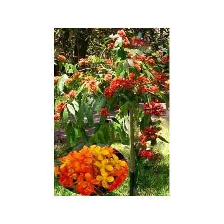 SARACA indica "Ashoka" 1 semeno