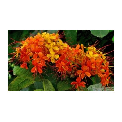 SARACA indica "Ashoka" 1 semeno