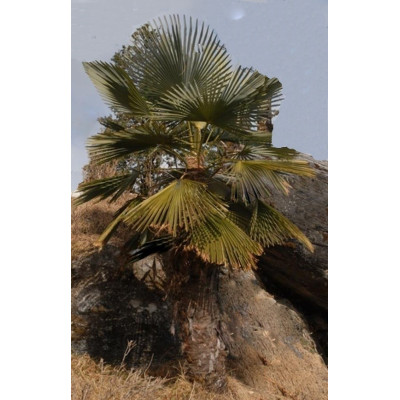 TRACHYCARPUS takil “Palma z Kumaonu“ 3 semena