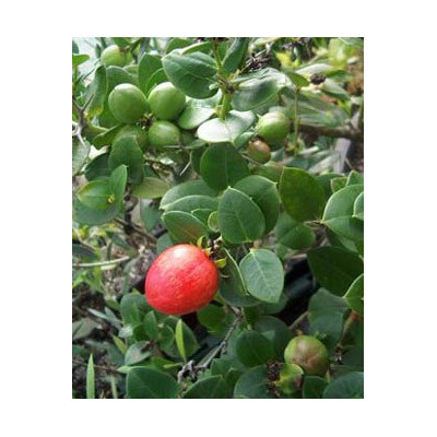 CARISSA grandiflora "Natalská švestka" 5 semen