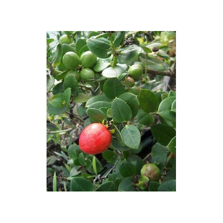 CARISSA grandiflora "Natalská švestka" 5 semen