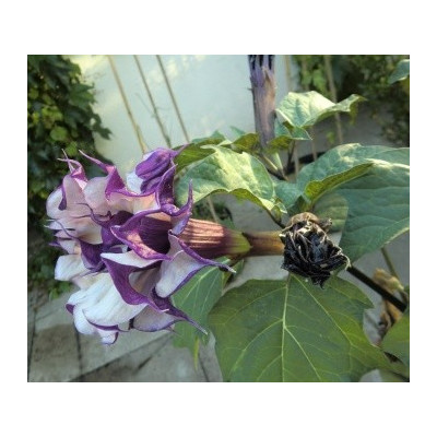 DATURA metel Double Blackcurrant Swirl 5 semen