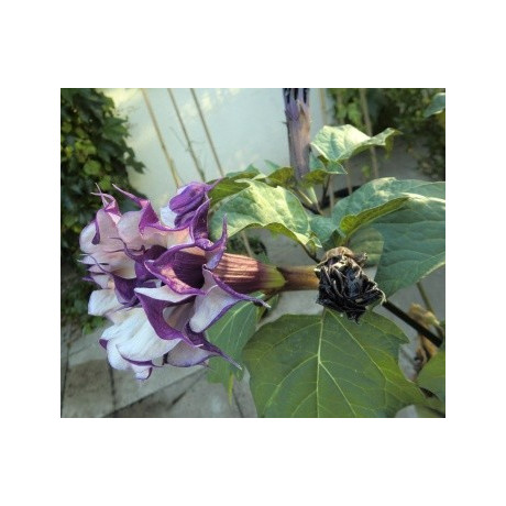 DATURA metel Double Blackcurrant Swirl 5 semen