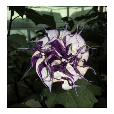 DATURA metel Double Blackcurrant Swirl 5 semen