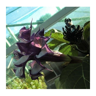 DATURA metel Double Blackcurrant Swirl 5 semen
