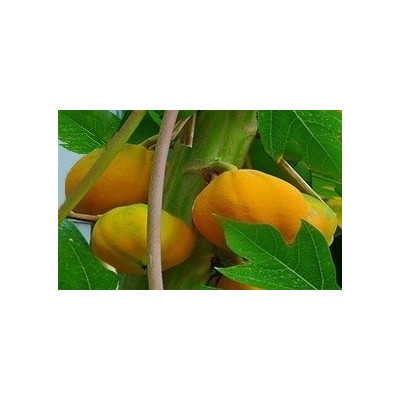 CARICA papaya Mexican Maridol 5 semen