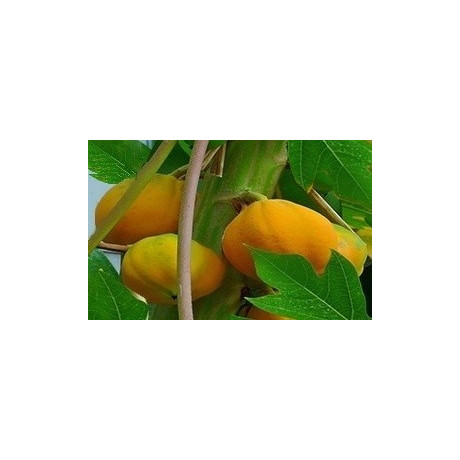 CARICA papaya Mexican Maridol 5 semen