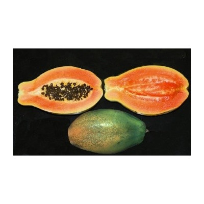 CARICA papaya Sunset 5 semen