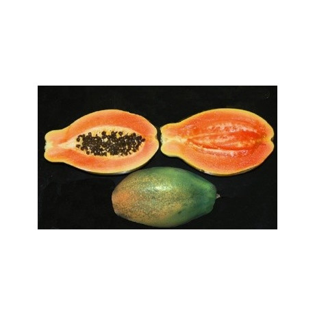 CARICA papaya Sunset 5 semen