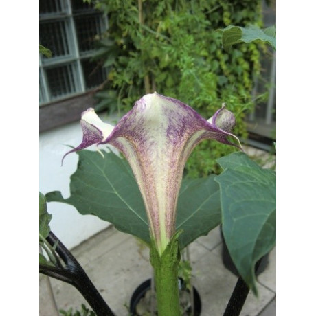 DATURA sp.1 "Mléčná káva" 8 semen  
