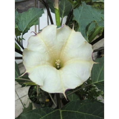 DATURA sp.1 "Mléčná káva" 8 semen  