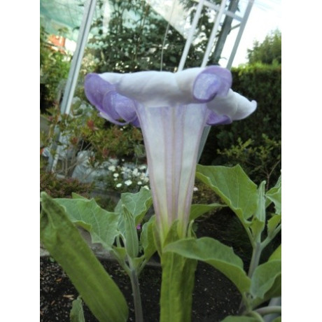 DATURA sp.2 (8 semen)