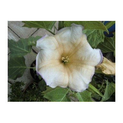 DATURA sp.2 (8 semen)