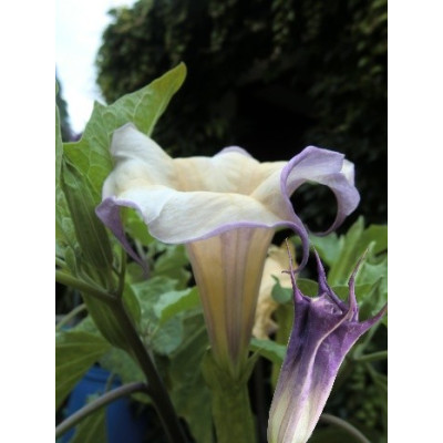 DATURA sp.2 (8 semen)