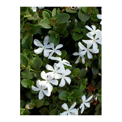 CARISSA grandiflora "Natalská švestka" 5 semen