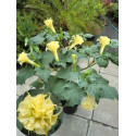 DATURA metel Double Yellow 5 semen