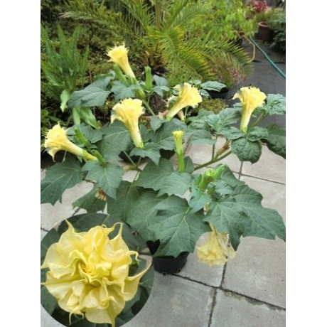 DATURA metel Double Yellow 5 semen