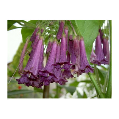 ACNISTUS australis Fialový "Mini datura" 10 semen