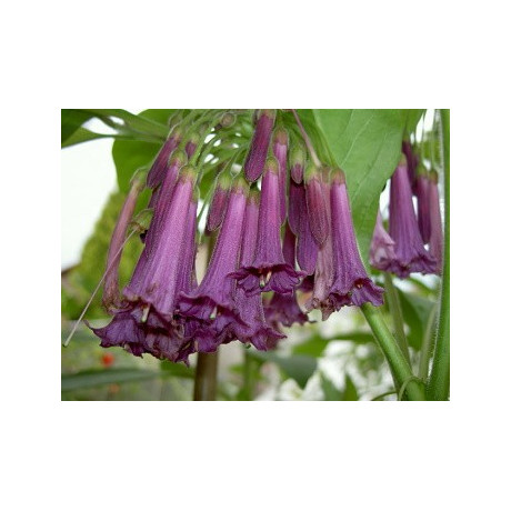 ACNISTUS australis Fialový "Mini datura" 10 semen