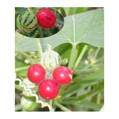 Mukia maderaspatana 2 semena