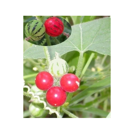 Mukia maderaspatana 2 semena