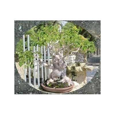 Bursera simaruba 5 semen