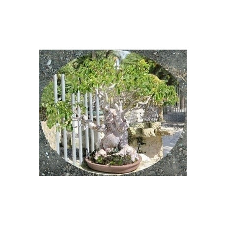 Bursera simaruba 5 semen