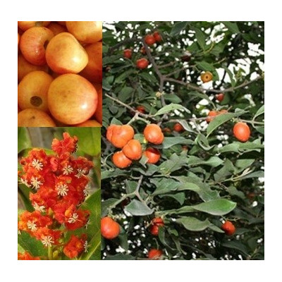 Byrsonima crassifolia 3 semena