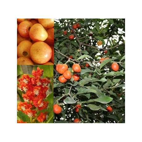 Byrsonima crassifolia 3 semena