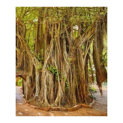 Ficus aurea 30 semen