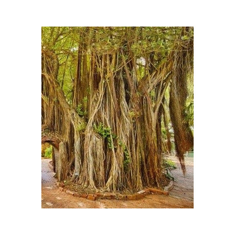 Ficus aurea 30 semen