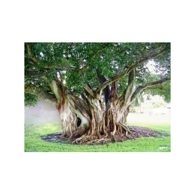 Ficus aurea 30 semen